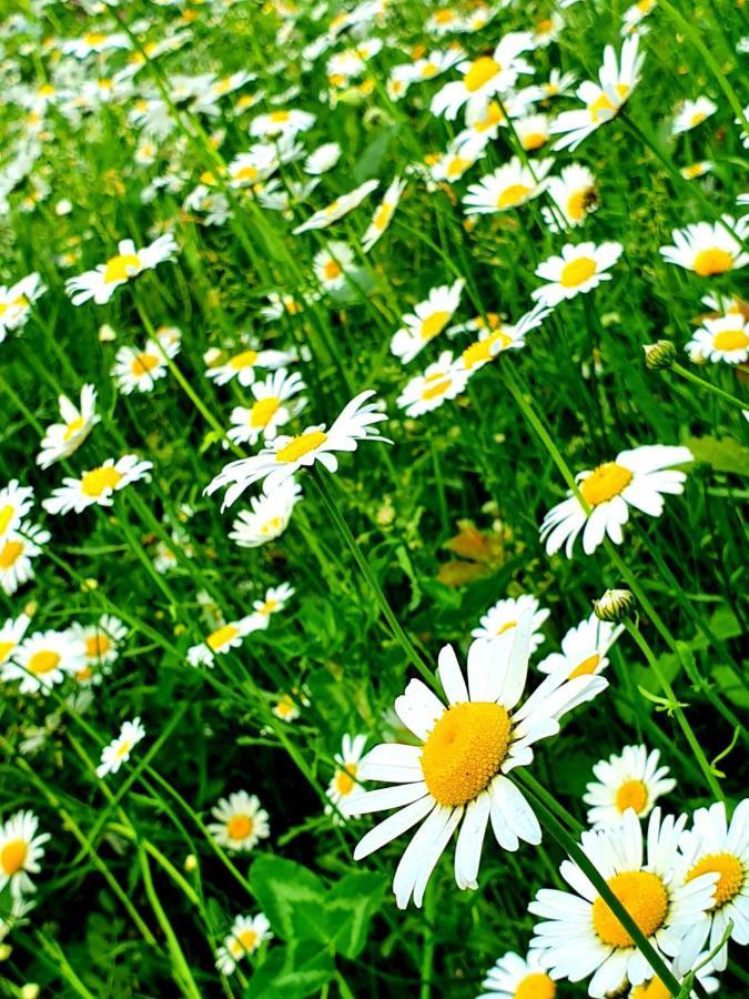 Guest House Ijevan'S Garden エクステリア 写真
