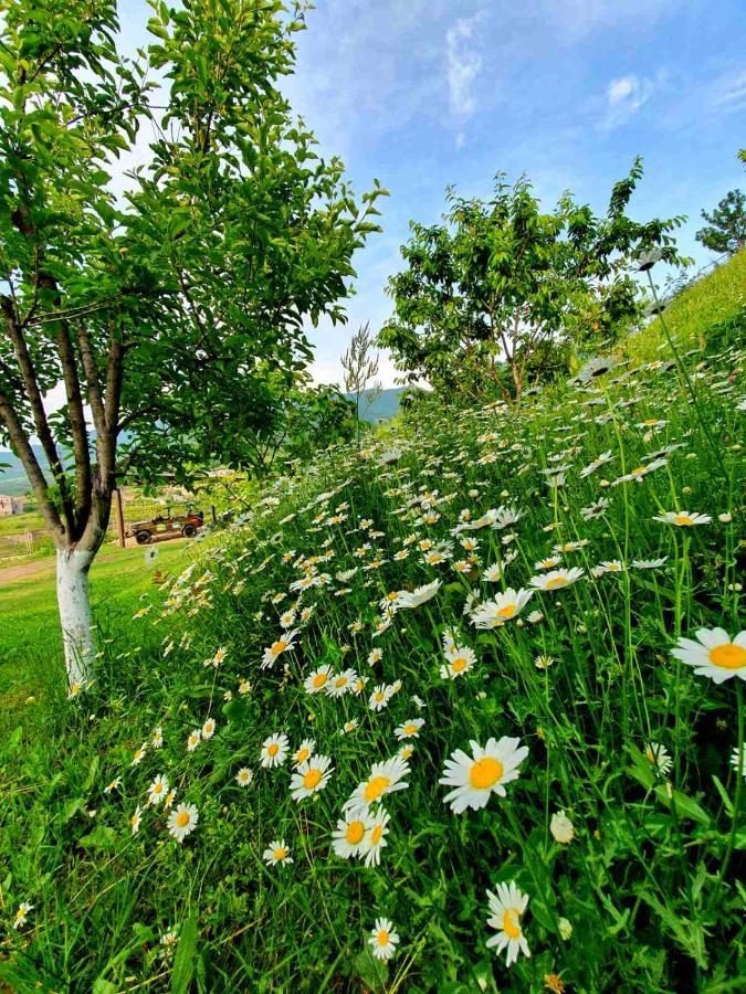Guest House Ijevan'S Garden エクステリア 写真