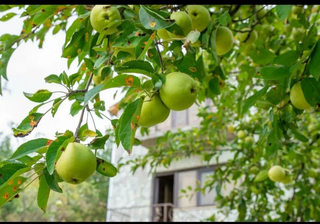 Guest House Ijevan'S Garden エクステリア 写真